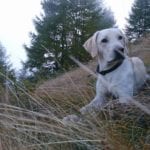 hotel-heiligenblut-nationalpark-lodge-grossglockner-hunde-galerie--4