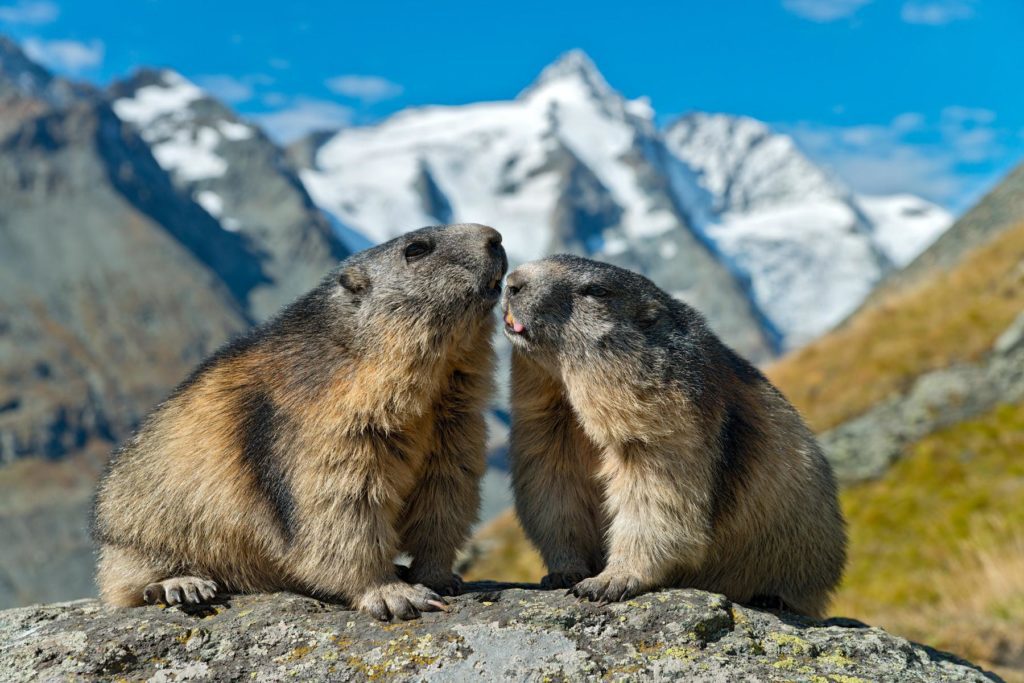 Murmeltiere