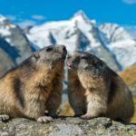 Murmeltiere