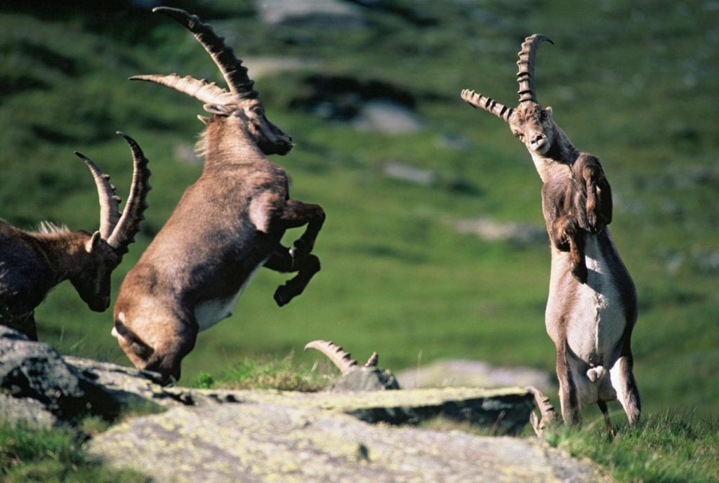 Steinböcke Beobachtung in Nationalpark Hohe Tauern