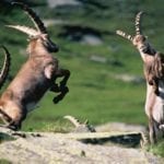 Steinböcke Beobachtung in Nationalpark Hohe Tauern