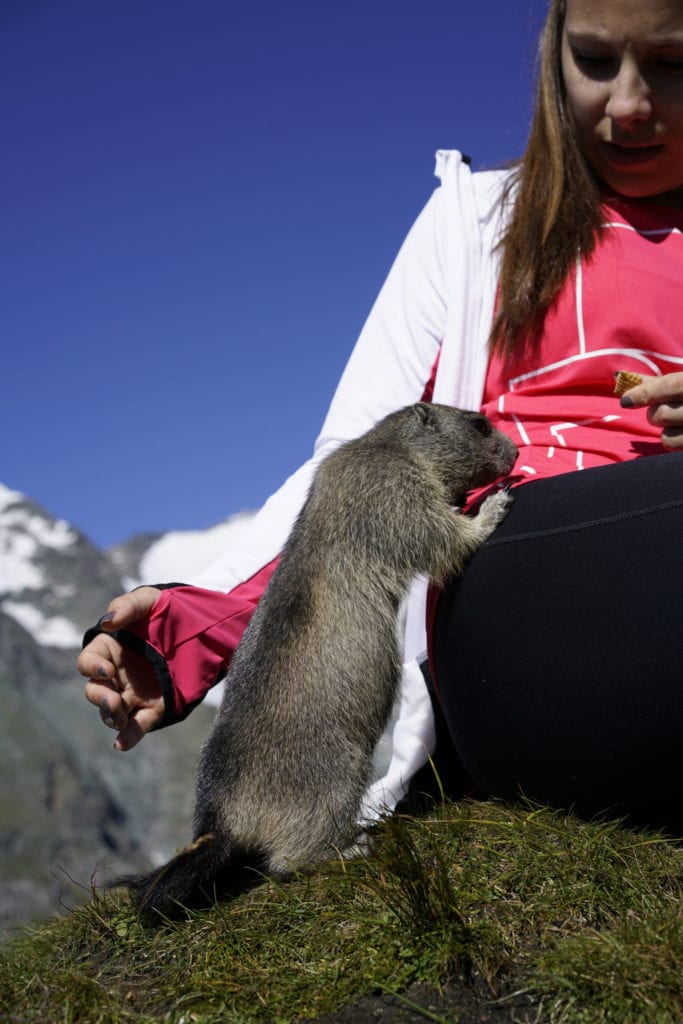 Murmeltiere an Grossglockner Hochalpenstrasse