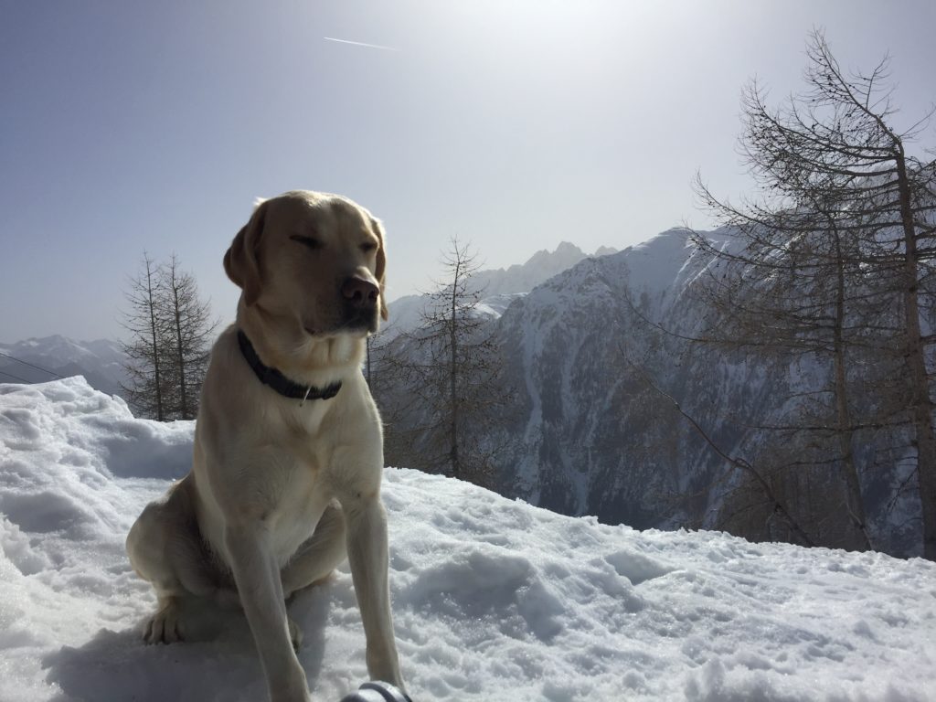 Was gibt es Schöneres als das Spiel im Schnee und unendlichen Auslauf - Erkundungstour für deinen Vierbeiner im Nationalpark Hohe Tauern