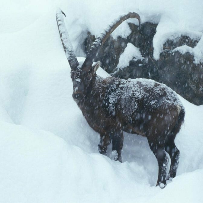 Gamsjagd in Nationalpark Hohe Tauern